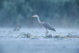 Czapla siwa, Ardea cinerea