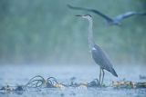 Czapla siwa, Ardea cinerea