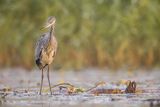 Czapla siwa, Ardea cinerea