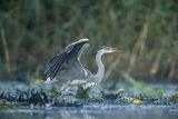 Czapla siwa, Ardea cinerea