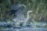 Czapla siwa, Ardea cinerea