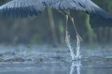 Czapla siwa, Ardea cinerea