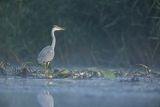 Czapla siwa, Ardea cinerea