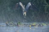 Czapla siwa, Ardea cinerea