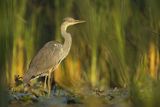 Czapla siwa, Ardea cinerea