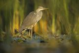 Czapla siwa, Ardea cinerea