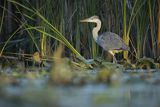 Czapla siwa, Ardea cinerea