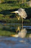 czapla siwa Ardea cinerea