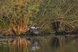 Czapla siwa, Ardea cinerea