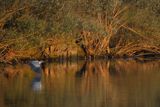 Czapla siwa, Ardea cinerea