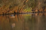 Czapla siwa, Ardea cinerea