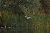 Czapla siwa, Ardea cinerea