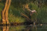 Czapla siwa, Ardea cinerea