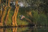 Czapla siwa, Ardea cinerea