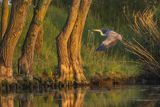 Czapla siwa, Ardea cinerea