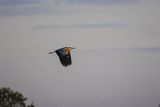 Czapla siwa, Ardea cinerea