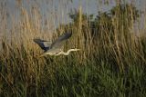 Czapla siwa, Ardea cinerea