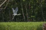 Czapla siwa, Ardea cinerea