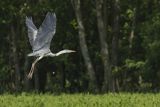 Czapla siwa, Ardea cinerea