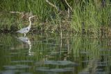 Czapla siwa, Ardea cinerea