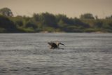 Czapla siwa, Ardea cinerea