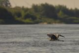 Czapla siwa, Ardea cinerea