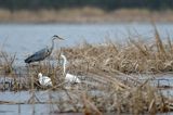 czapla siwa Ardea cinerea i czapla biała, Casmerodius albus, Ardea alba, Egretta alba