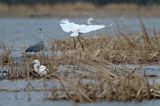 czapla siwa Ardea cinerea i czapla biała, Casmerodius albus, Ardea alba, Egretta alba