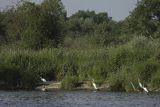 Czapla biała, Casmerodius albus, Ardea alba, Egretta alba