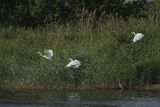 Czapla biała, Casmerodius albus, Ardea alba, Egretta alba