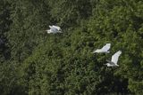 Czapla biała, Casmerodius albus, Ardea alba, Egretta alba