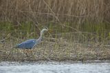 Czapla siwa, Ardea cinerea