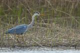 Czapla siwa, Ardea cinerea