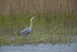 Czapla siwa, Ardea cinerea