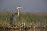 Czapla siwa, Ardea cinerea