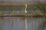 Czapla siwa, Ardea cinerea