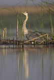 Czapla siwa, Ardea cinerea