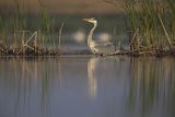 Czapla siwa, Ardea cinerea