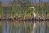 Czapla siwa, Ardea cinerea