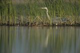 Czapla siwa, Ardea cinerea