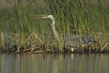 Czapla siwa, Ardea cinerea