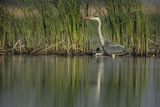 Czapla siwa, Ardea cinerea