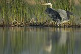 Czapla siwa, Ardea cinerea