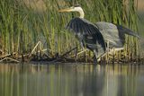 Czapla siwa, Ardea cinerea