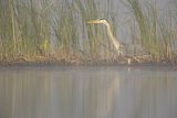 Czapla siwa, Ardea cinerea