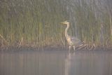 Czapla siwa, Ardea cinerea