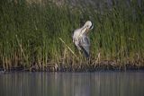 Czapla siwa, Ardea cinerea