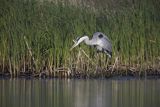 Czapla siwa, Ardea cinerea