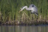 Czapla siwa, Ardea cinerea