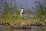 Czapla siwa, Ardea cinerea